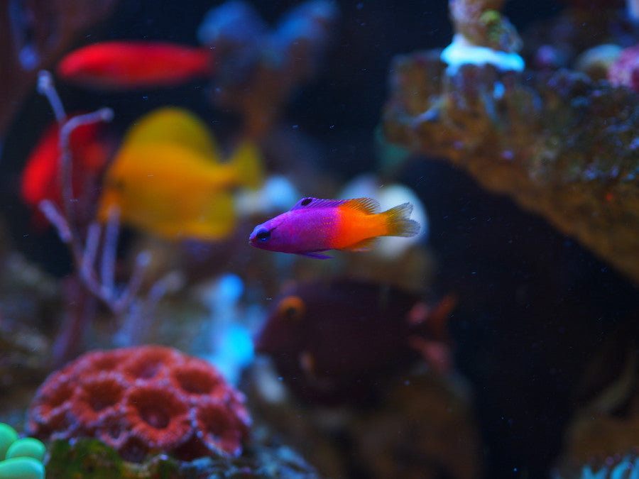 First Awesome Blog
